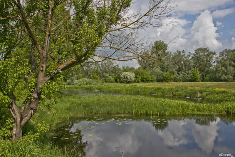 Kromnów. Historia wiecznie żywa