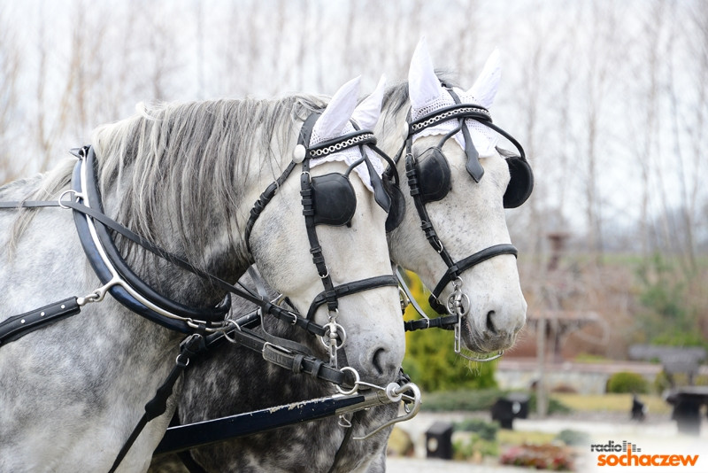 II dzień VI Mazowieckich Targów Ślubnych