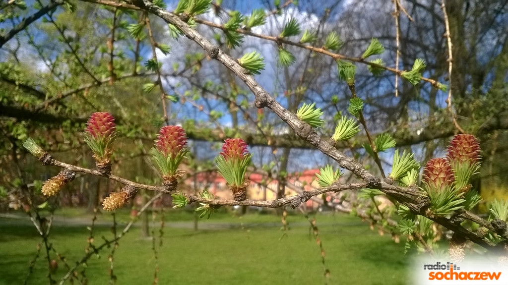 Wiosenny konkurs fotograficzny Radia Sochaczew rozstrzygnięty