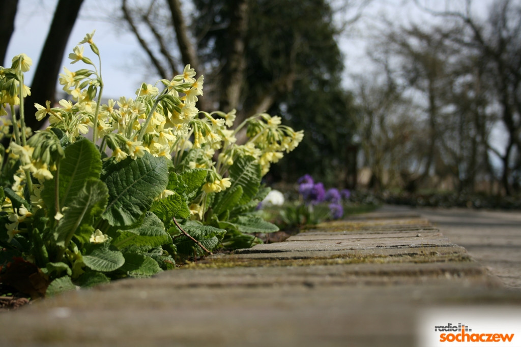 Wiosenny konkurs fotograficzny Radia Sochaczew rozstrzygnięty