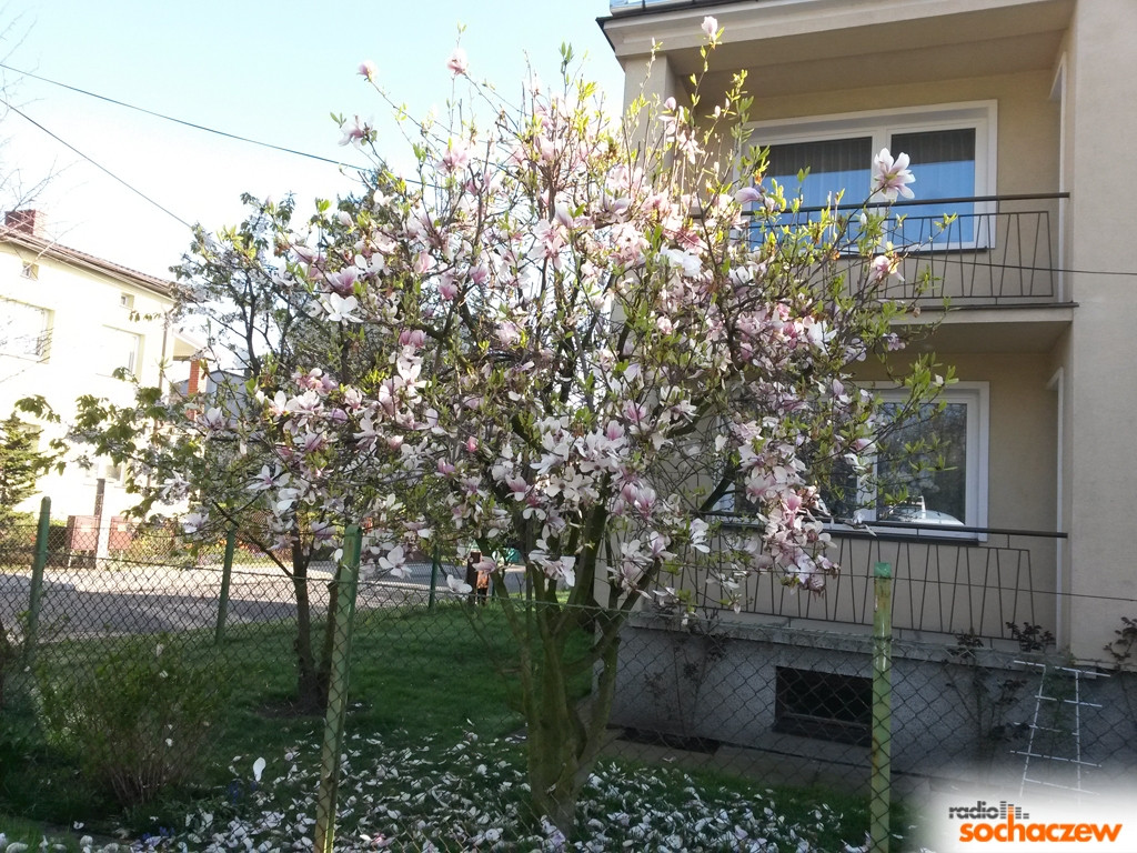 Wiosenny konkurs fotograficzny Radia Sochaczew rozstrzygnięty