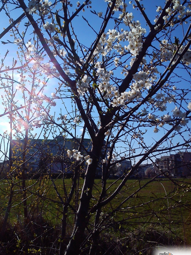 Wiosenny konkurs fotograficzny Radia Sochaczew rozstrzygnięty
