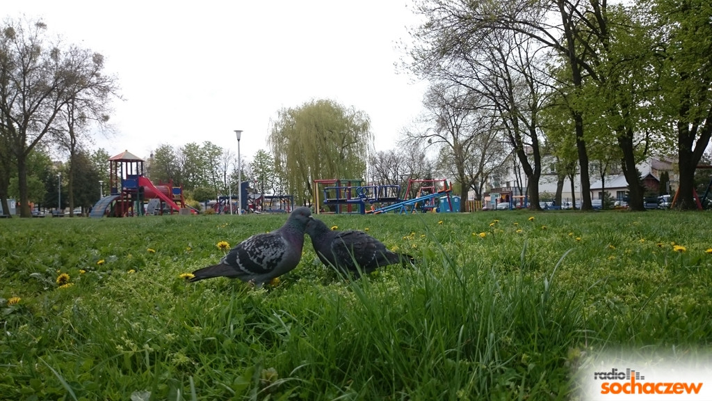 Wiosenny konkurs fotograficzny Radia Sochaczew rozstrzygnięty