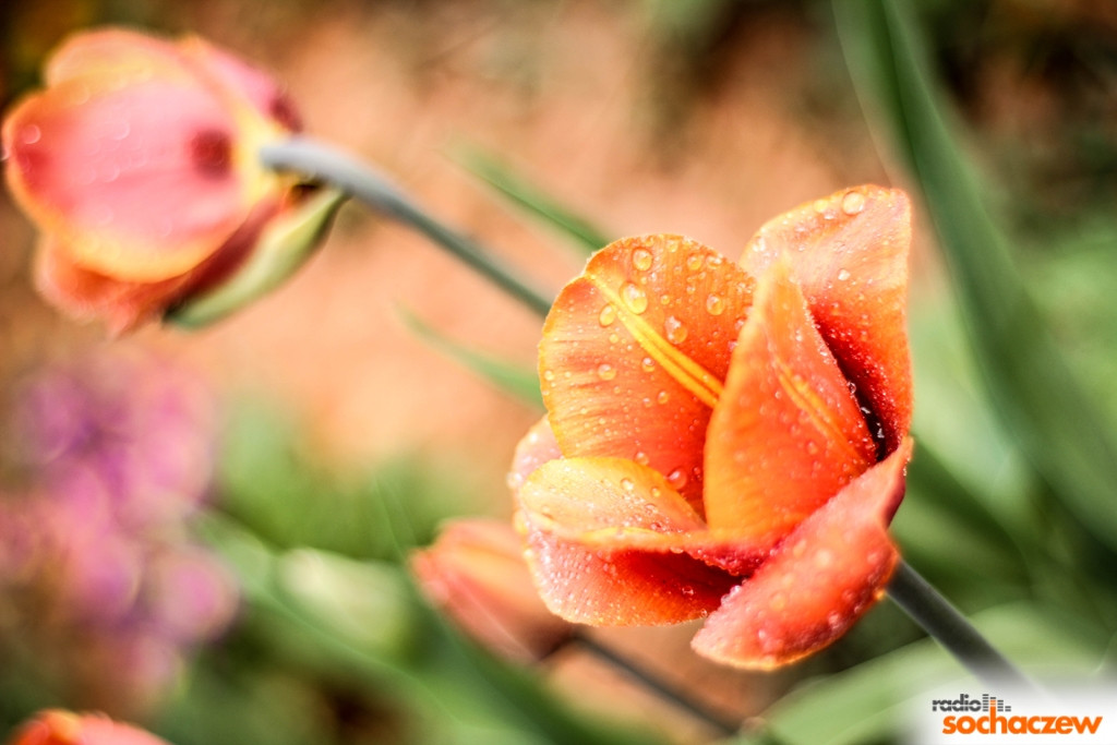 Wiosenny konkurs fotograficzny Radia Sochaczew rozstrzygnięty