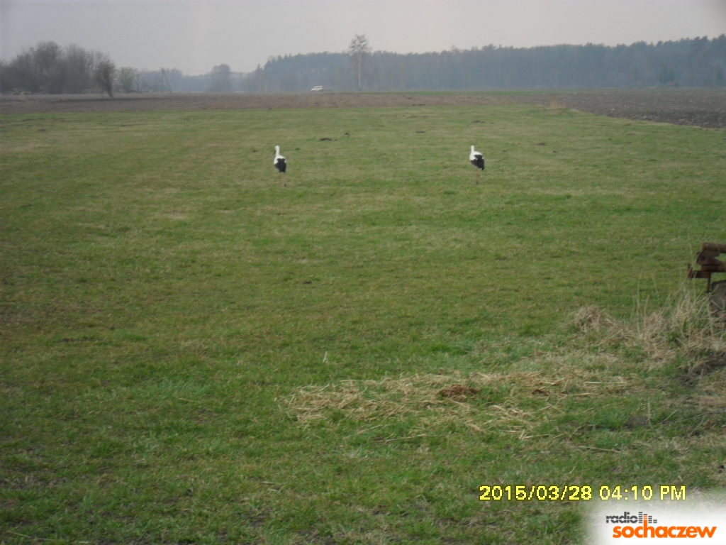 Wiosenny konkurs fotograficzny Radia Sochaczew rozstrzygnięty
