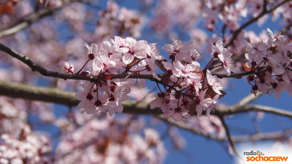 Wiosenny konkurs fotograficzny Radia Sochaczew rozstrzygnięty