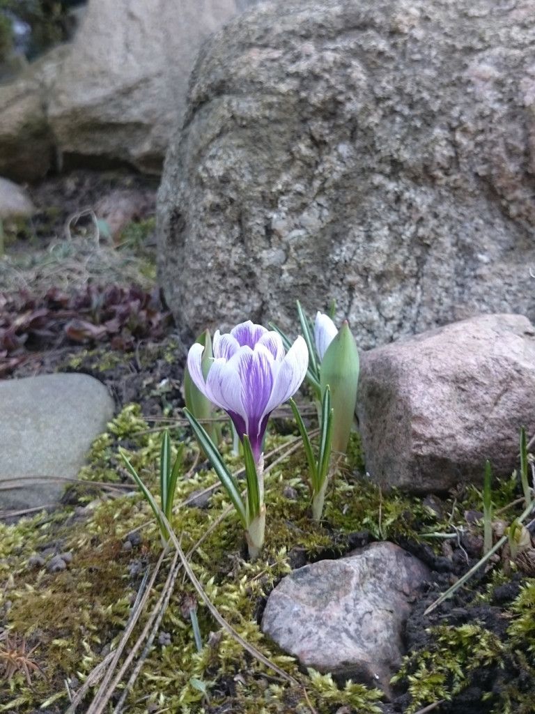 Wiosenny konkurs fotograficzny Radia Sochaczew rozstrzygnięty