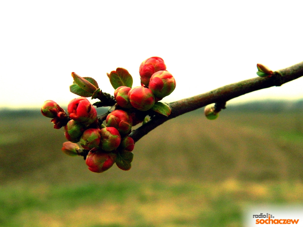 Wiosenny konkurs fotograficzny Radia Sochaczew rozstrzygnięty