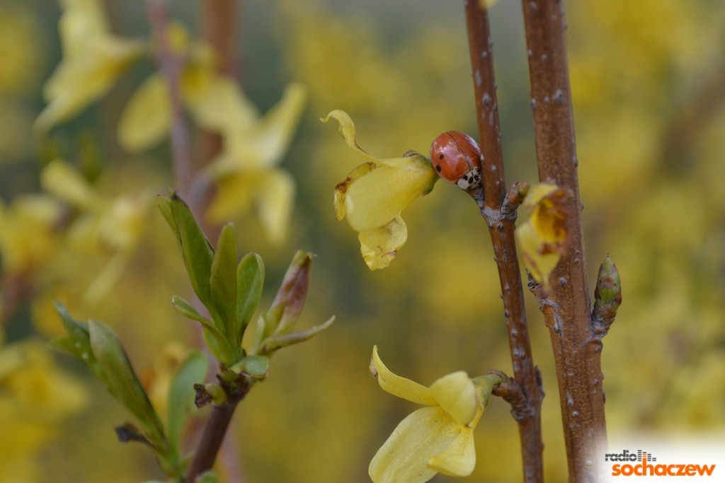 Wiosenny konkurs fotograficzny Radia Sochaczew rozstrzygnięty