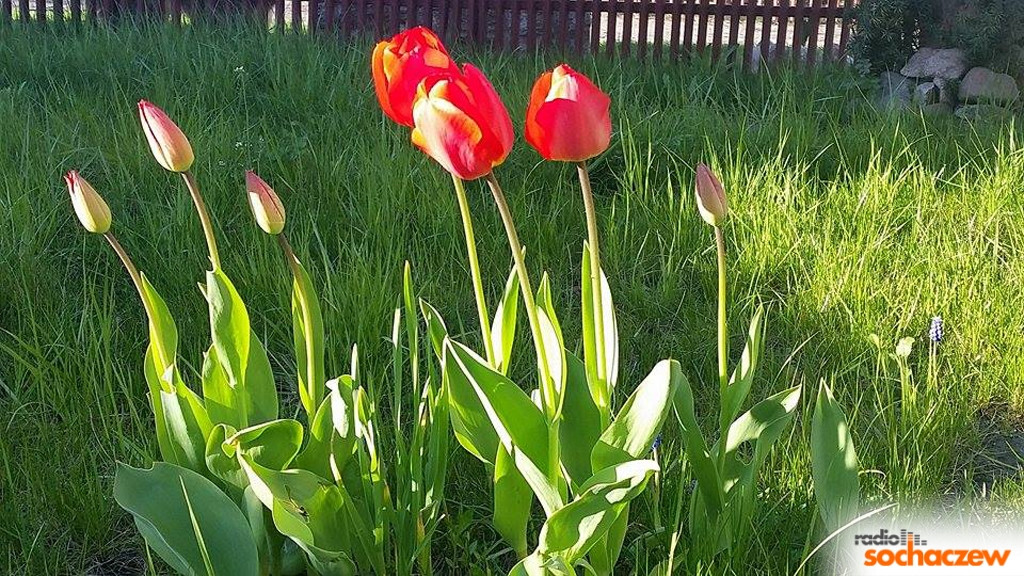 Wiosenny konkurs fotograficzny Radia Sochaczew rozstrzygnięty
