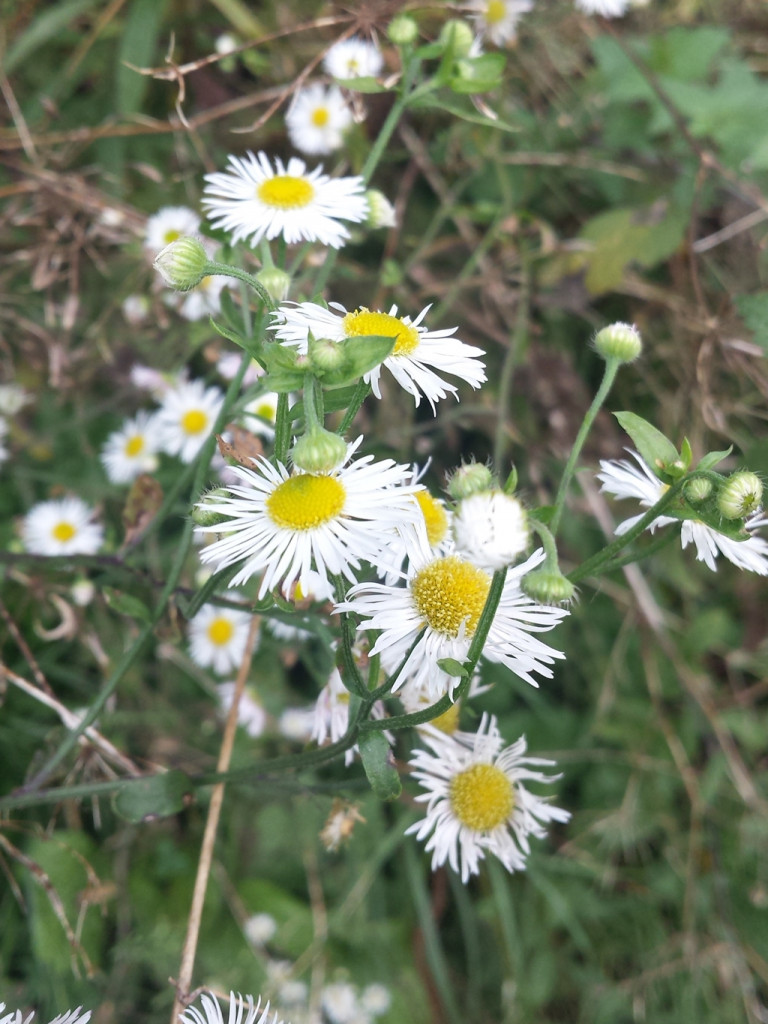 Wiosenny konkurs fotograficzny Radia Sochaczew rozstrzygnięty