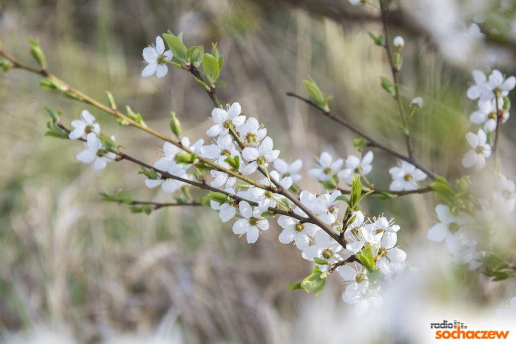 Wiosenny konkurs fotograficzny Radia Sochaczew rozstrzygnięty