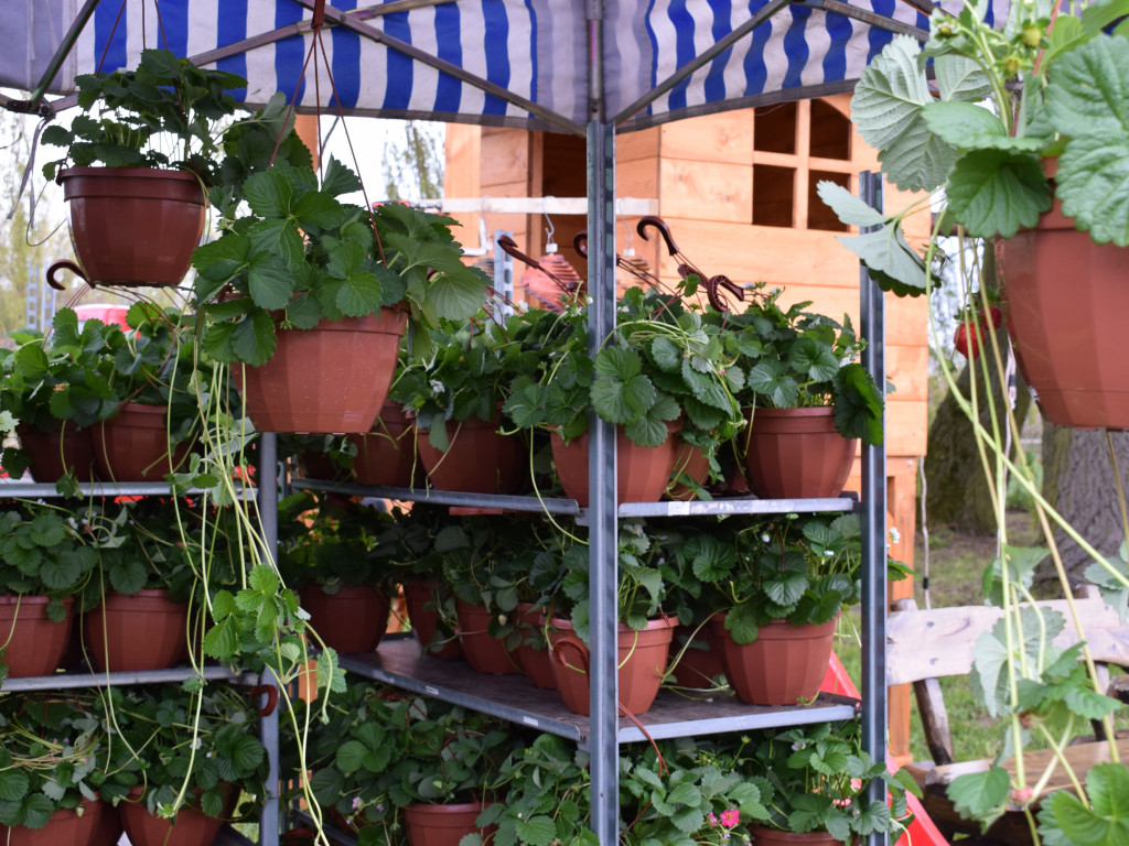 Niedziela na Targach