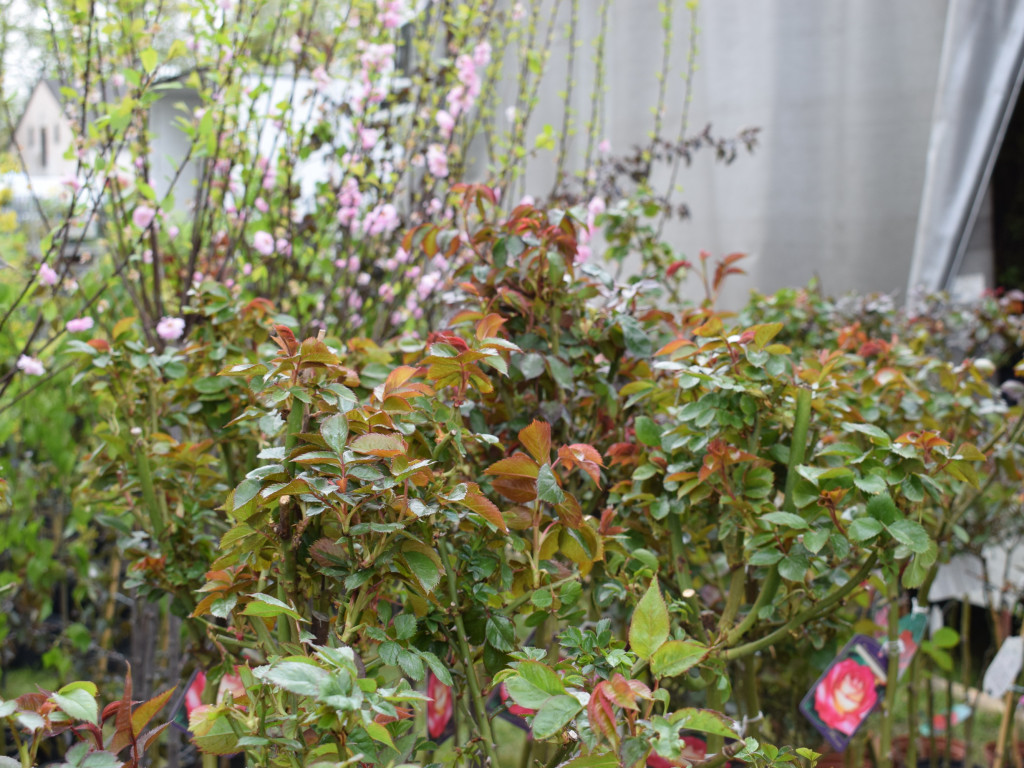 Niedziela na Targach