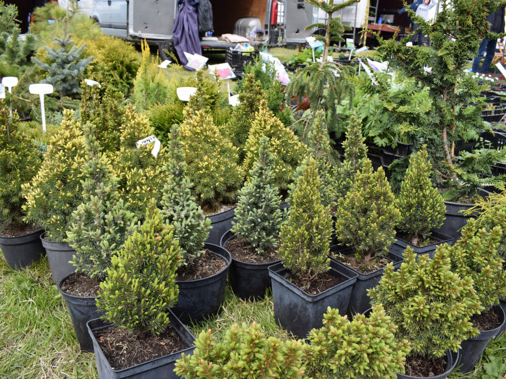 Niedziela na Targach