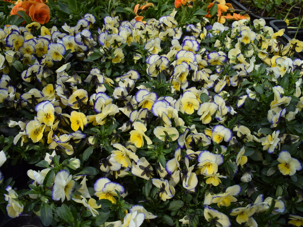 Niedziela na Targach