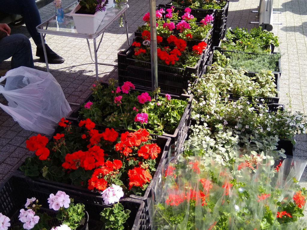 Eko Piknik w Błoniu