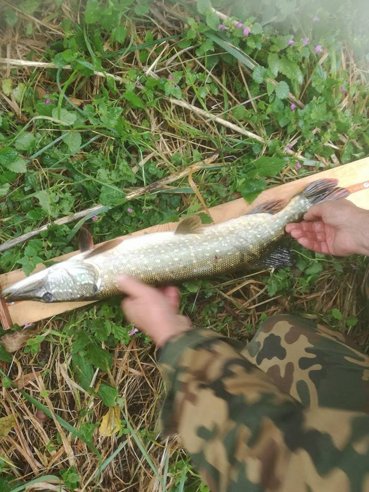 Szczupak Bzury