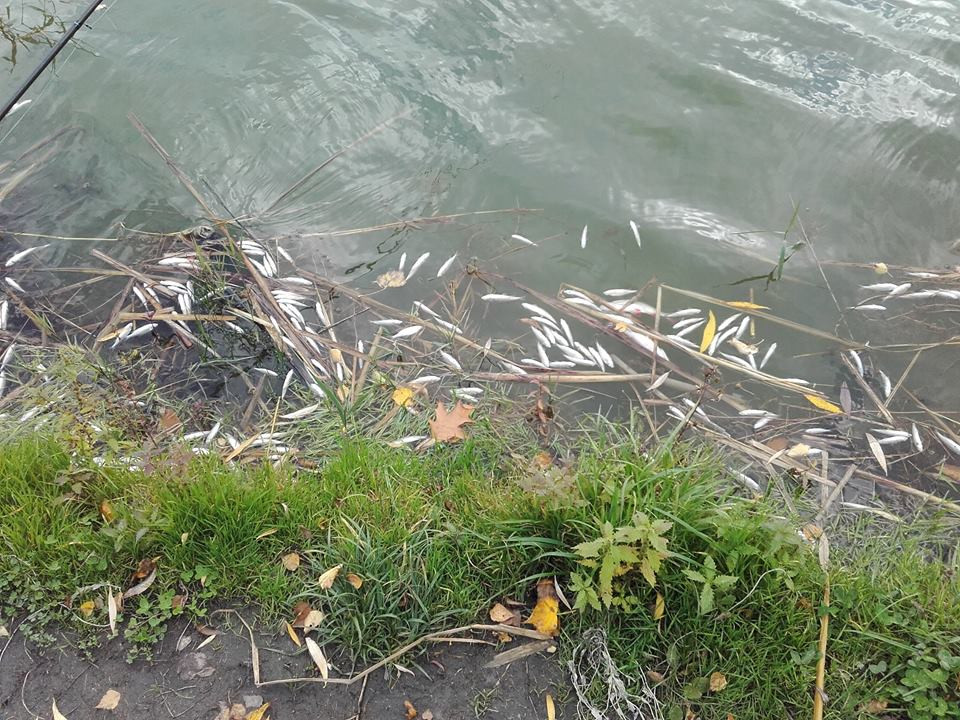 Śnięte ryby w Zalewie Boryszewskim