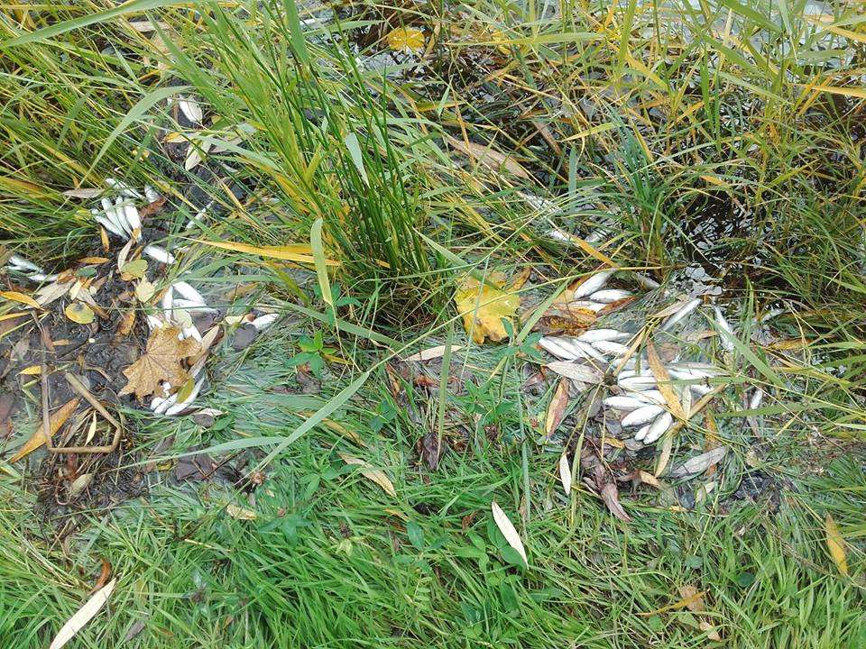 Śnięte ryby w Zalewie Boryszewskim