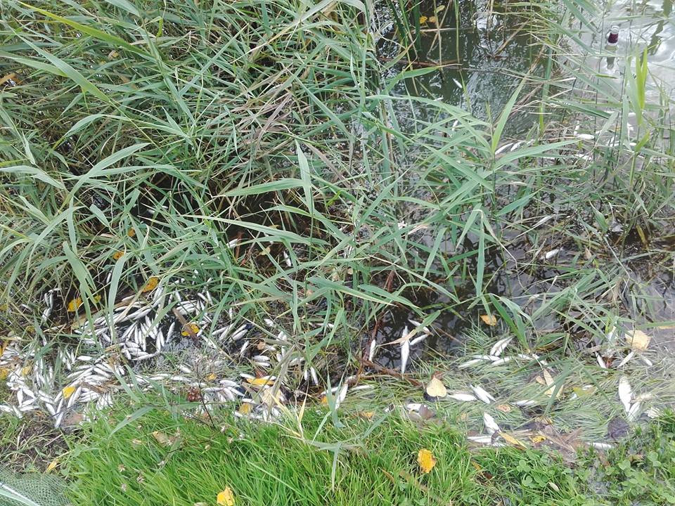 Śnięte ryby w Zalewie Boryszewskim