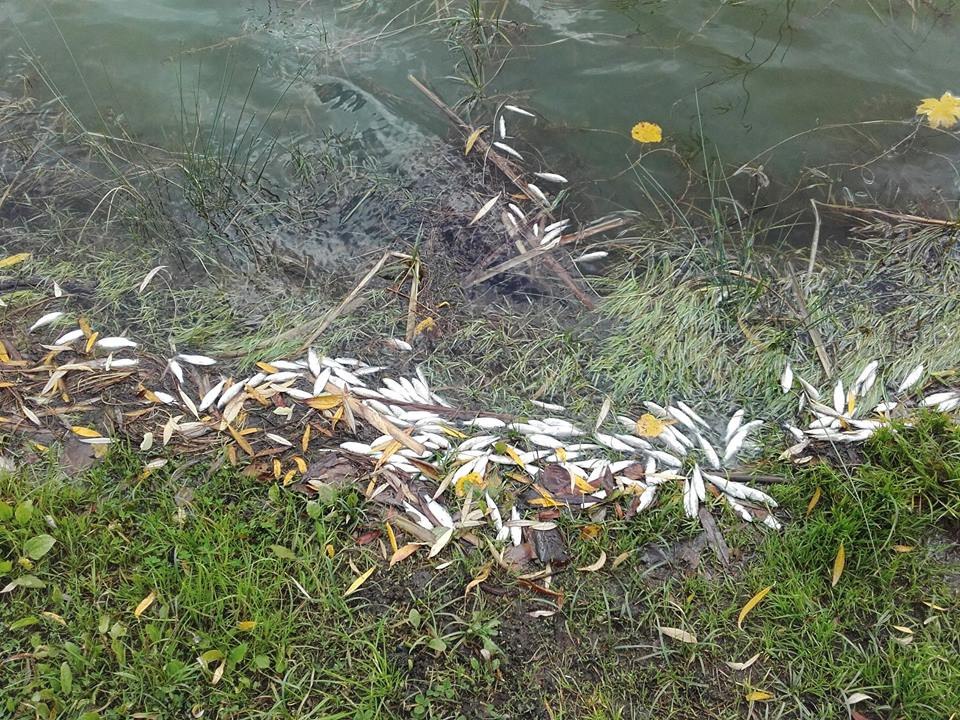 Śnięte ryby w Zalewie Boryszewskim