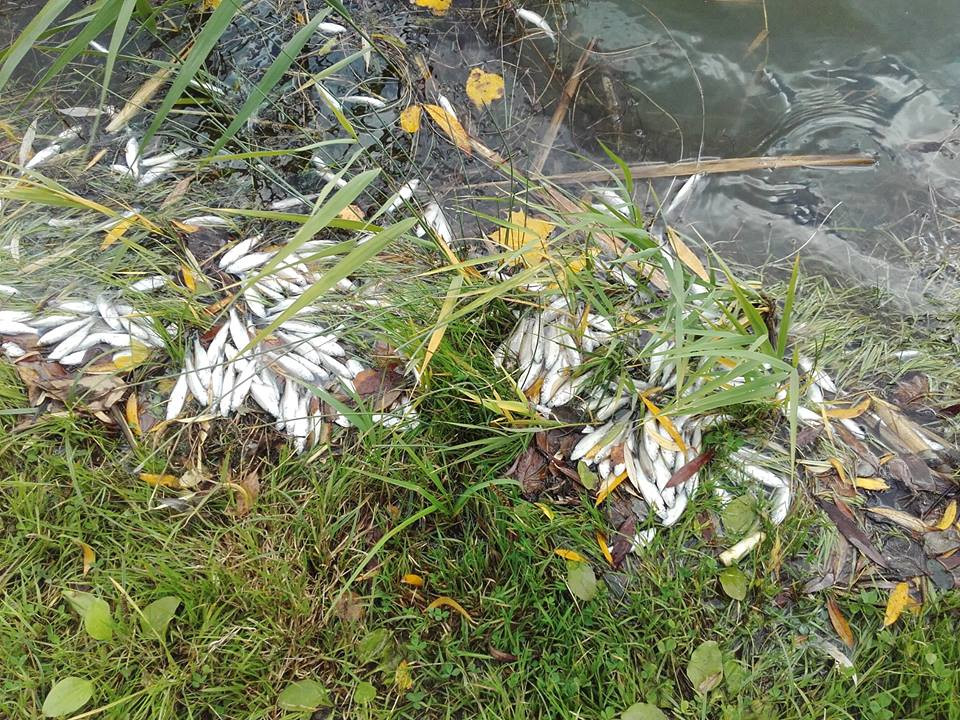 Śnięte ryby w Zalewie Boryszewskim