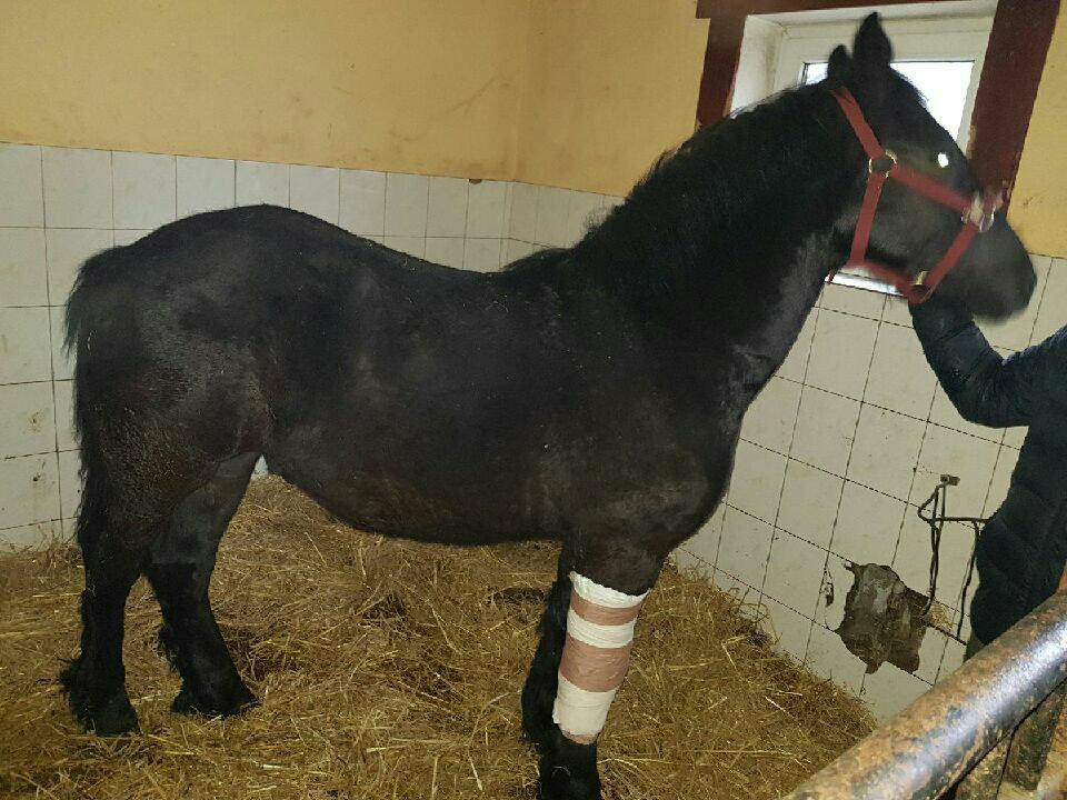 Fundacja Nero Sochaczew: uratowany od rzezi, nie ma za co jechać do domu