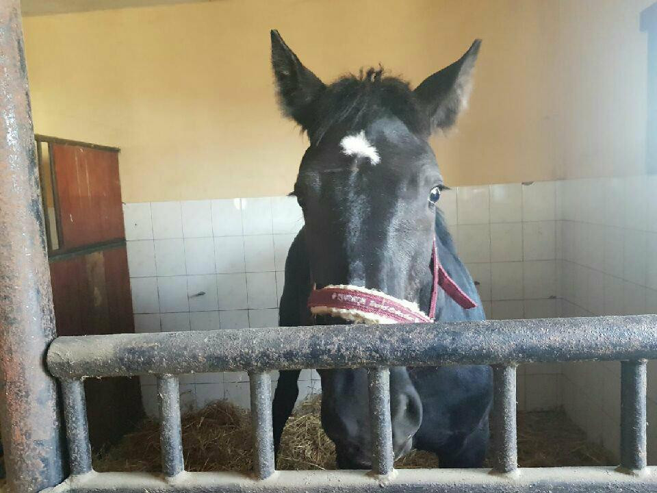 Fundacja Nero Sochaczew: uratowany od rzezi, nie ma za co jechać do domu