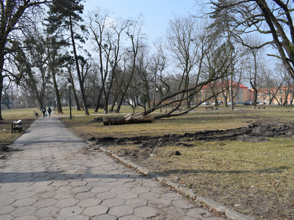 Staw w parku Garbolewskiego: był zarośnięty, jest łysy punkt widzenia