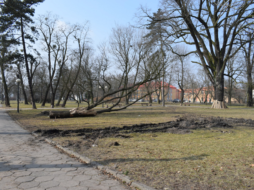 Staw w parku Garbolewskiego: był zarośnięty, jest łysy punkt widzenia