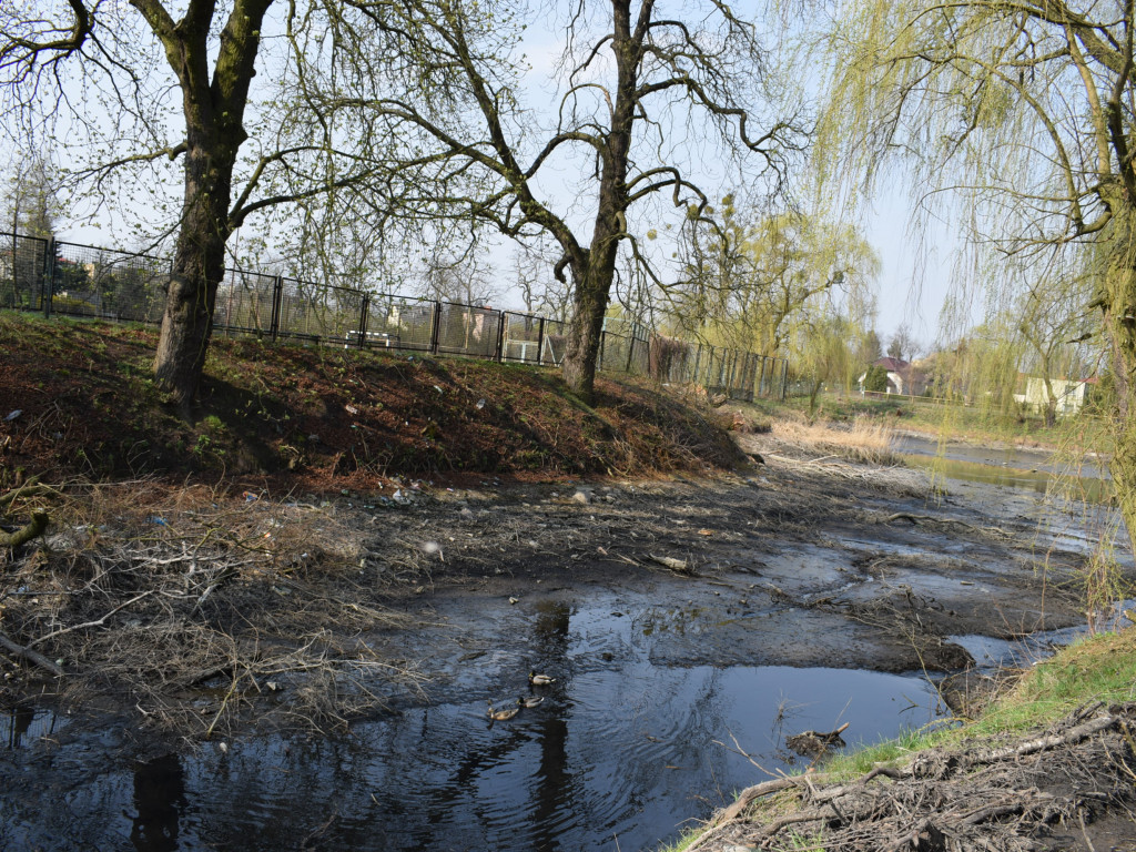 Staw w parku Garbolewskiego: jedni wybierają dno, a inni karasie