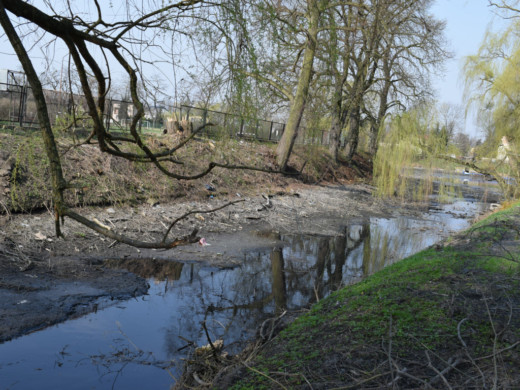 Staw w parku Garbolewskiego: jedni wybierają dno, a inni karasie
