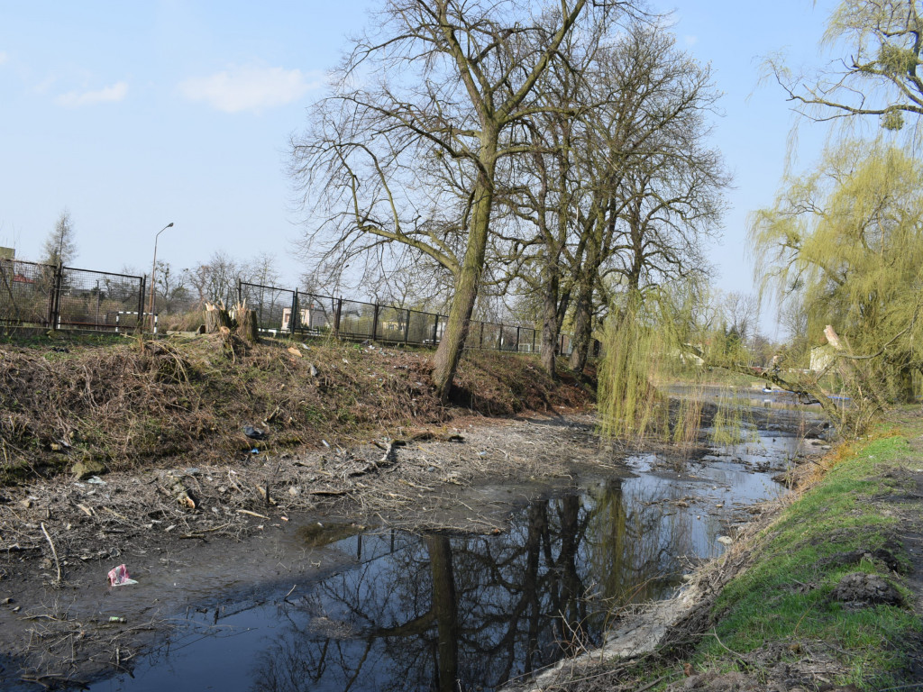 Staw w parku Garbolewskiego: jedni wybierają dno, a inni karasie