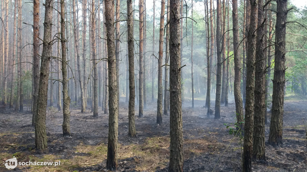 Pożary lasów w Gminie Brochów 2018