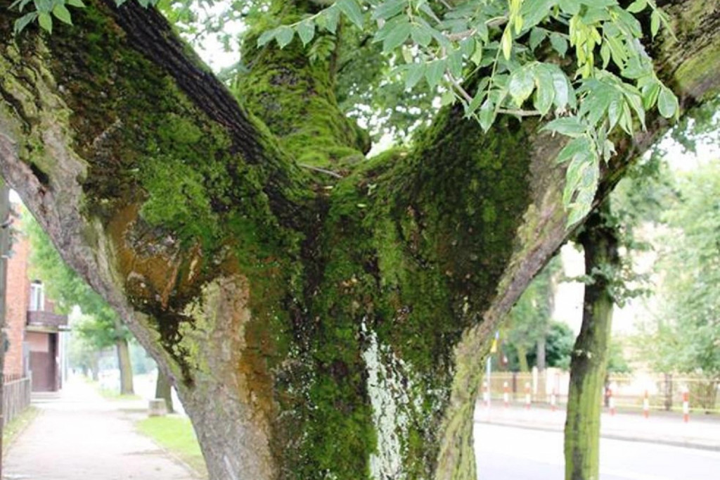 To powinien być pomnik przyrody