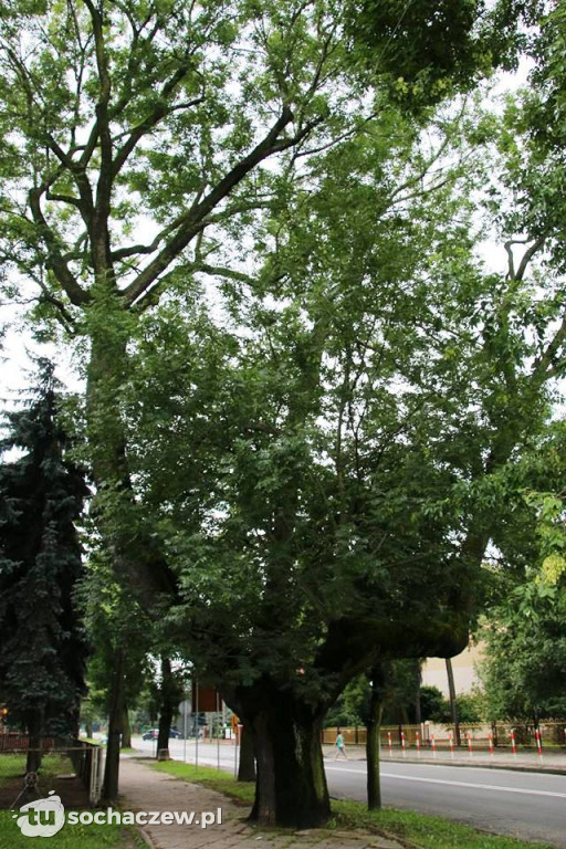To powinien być pomnik przyrody