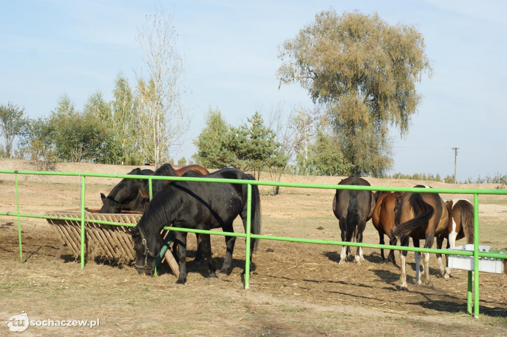 Zwierzęta z azylu w Bronisławach
