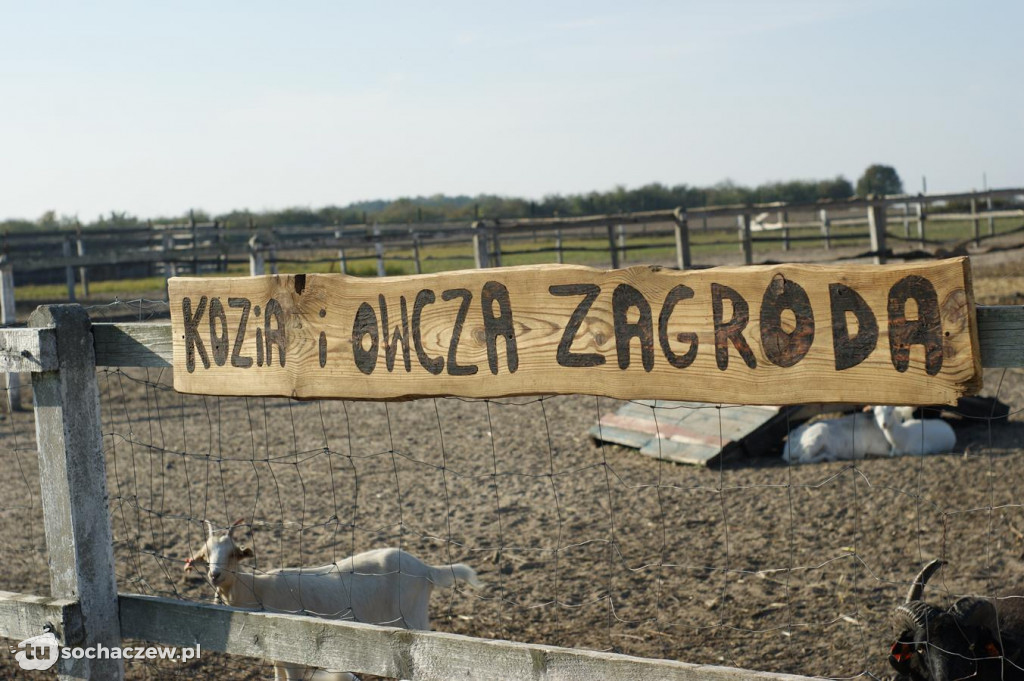 Zwierzęta z azylu w Bronisławach