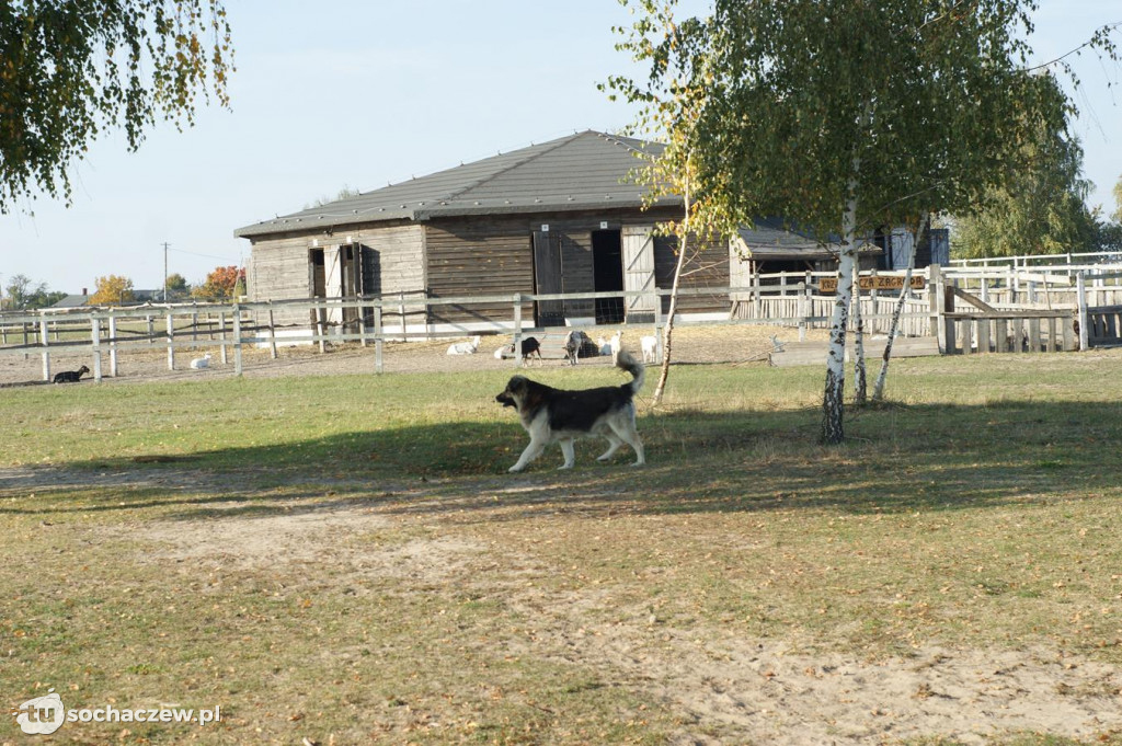 Zwierzęta z azylu w Bronisławach