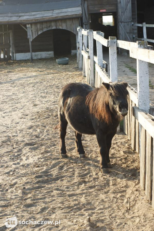 Zwierzęta z azylu w Bronisławach