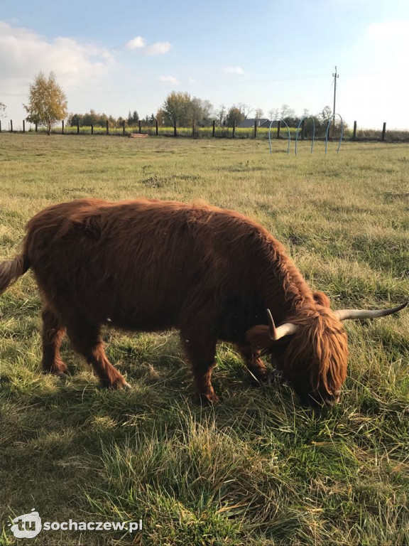 Zwierzęta z azylu w Bronisławach