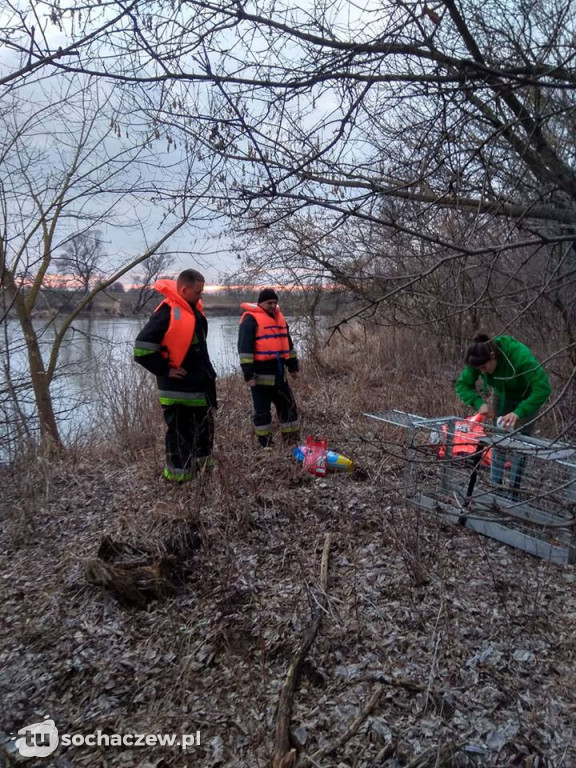 Przerażony pies na wyspie. OSP Kamion w akcji