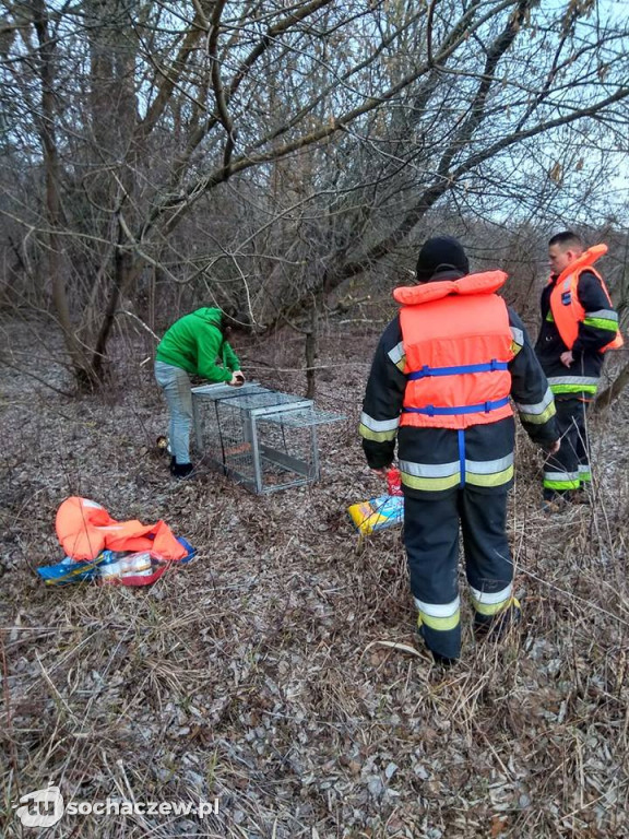 Przerażony pies na wyspie. OSP Kamion w akcji