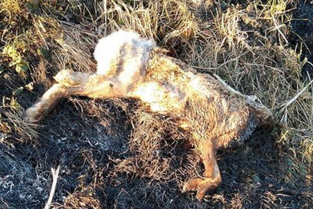 Pożar w Hermanowie i jego ofiara
