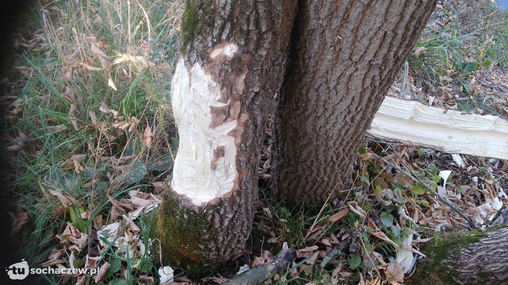 Bzura płynie, siekacze pracują. Dobrze czy źle?