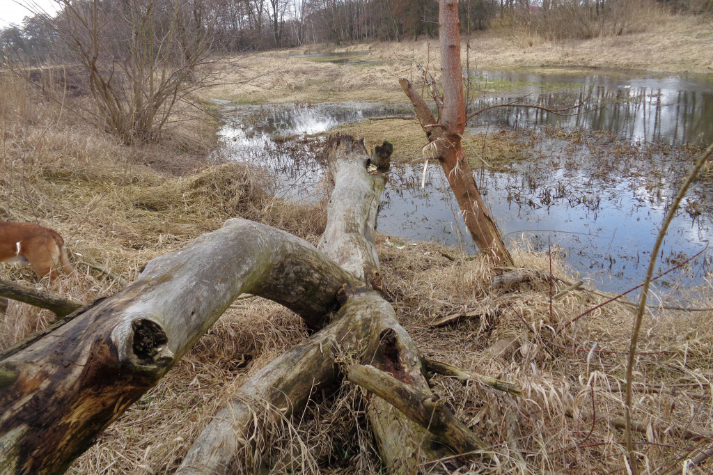 A jednak nami potargało