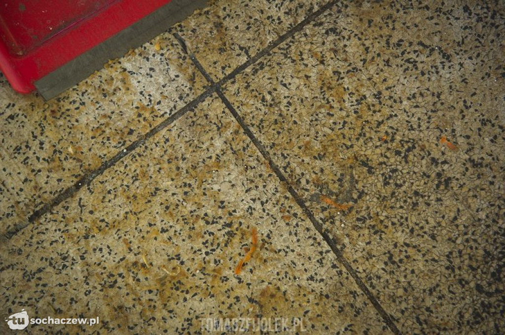 Rtęć na dworcu PKP. Zdjęcia Tomasz Fijołek