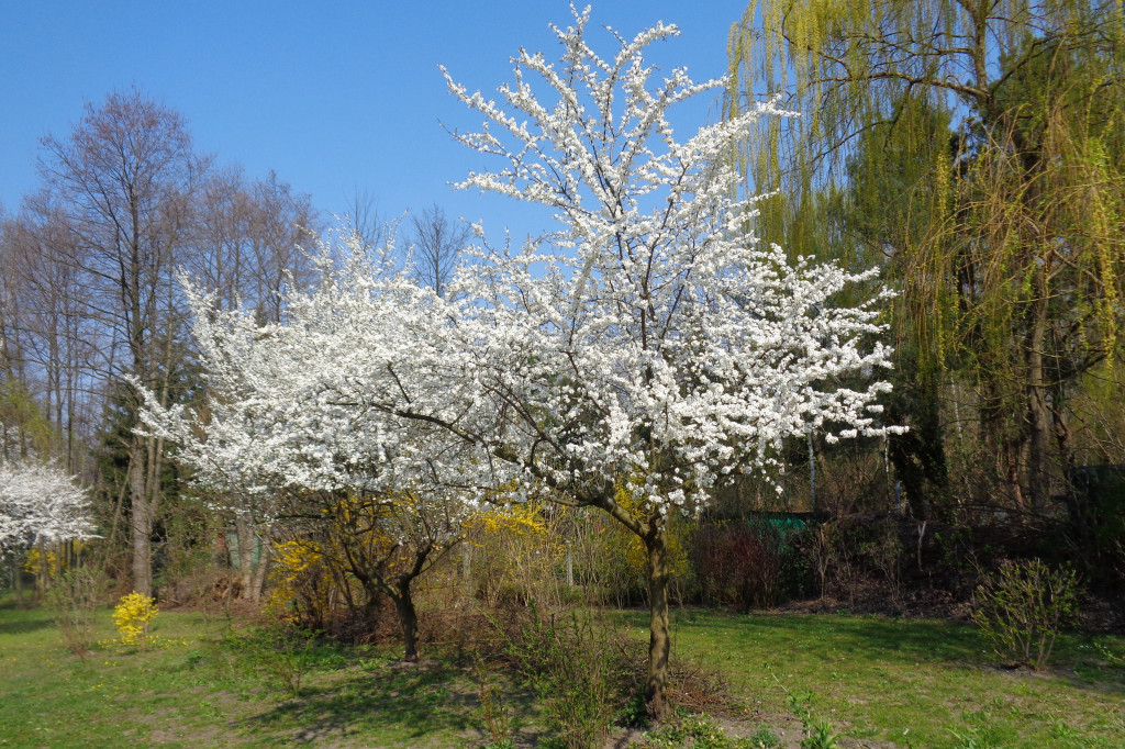 Buchnęło wiosną