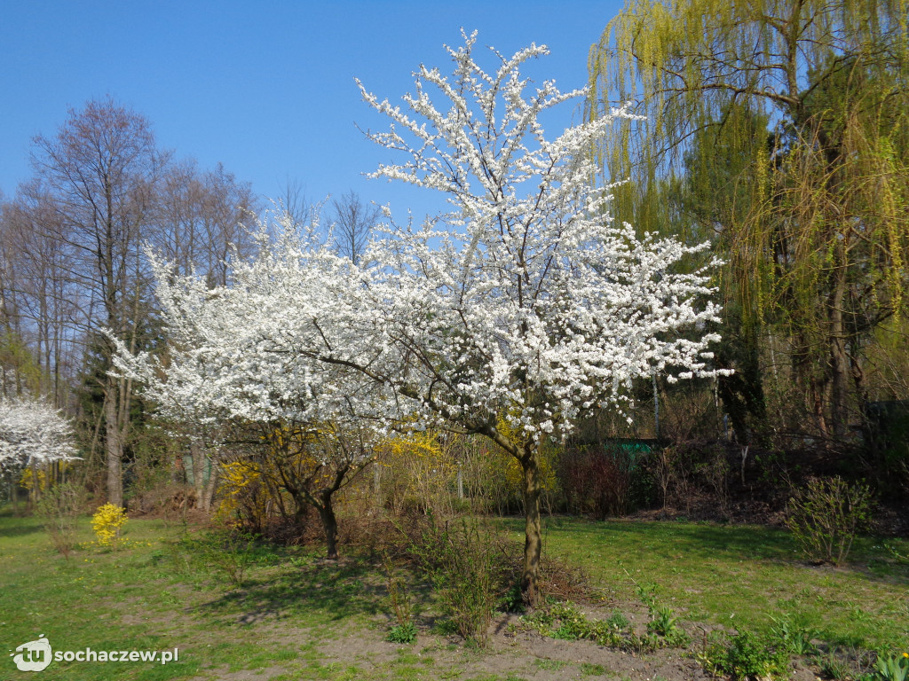 Buchnęło wiosną